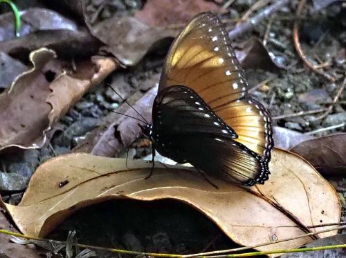 Hypolimnas shortlandica lutescens